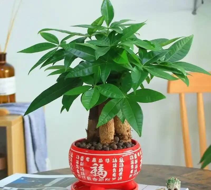 發財樹生長狀態不好，葉片發黃掉落是什麼原因