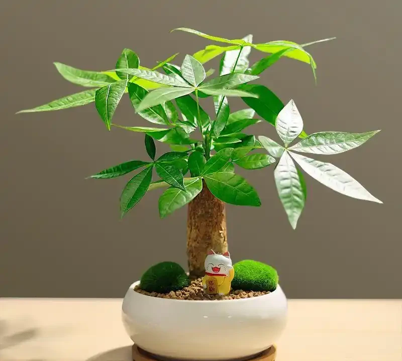 發財樹生長狀態不好，葉片發黃掉落是什麼原因