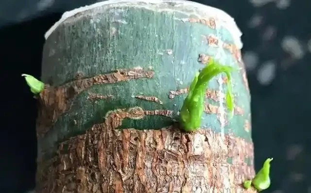 發財樹枯萎了還能救活嗎