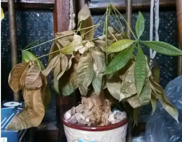 發財樹枯萎了還能救活嗎