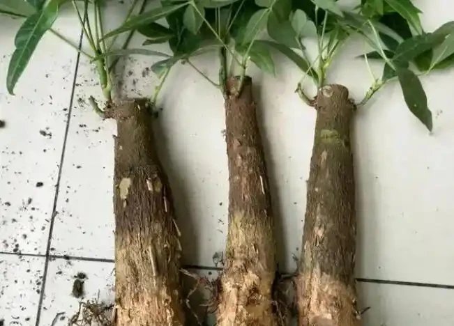 發財樹枯萎了還能救活嗎