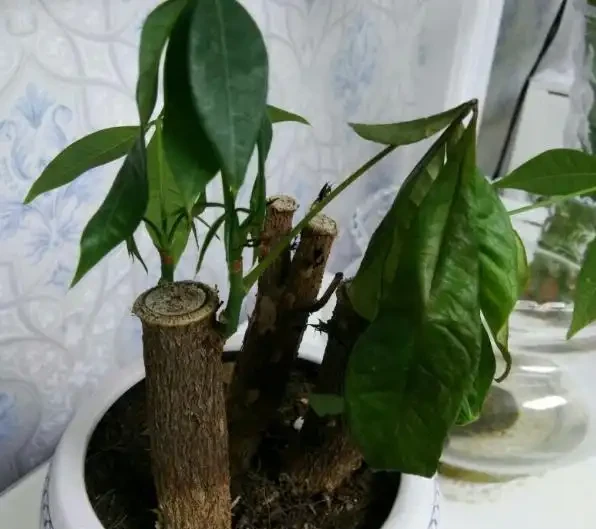 發財樹枯萎了還能救活嗎