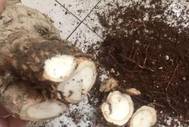 發財樹枯萎了還能救活嗎