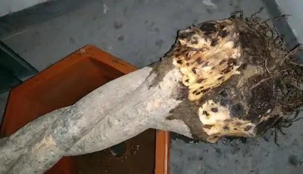發財樹枯萎了還能救活嗎