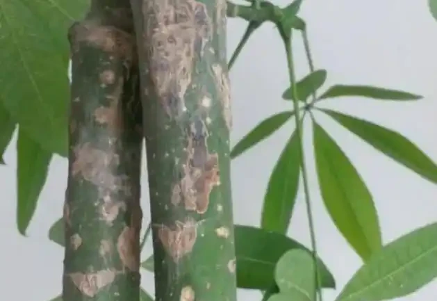 發財樹枯萎了還能救活嗎