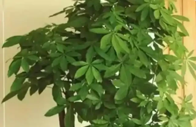 發財樹枯萎了還能救活嗎