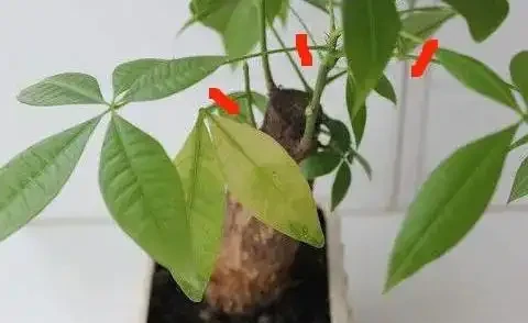 發財樹枯萎了還能救活嗎