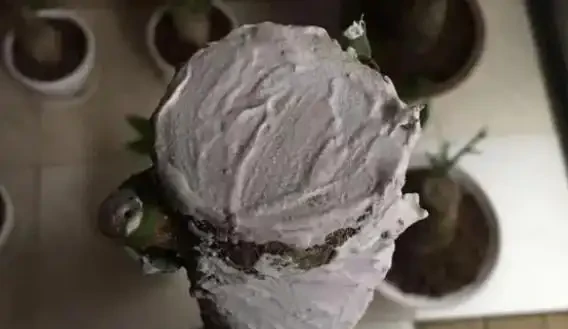 發財樹枯萎了還能救活嗎