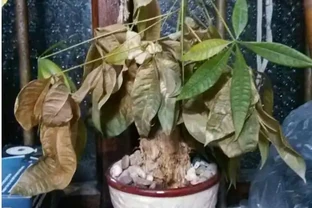 發財樹枯萎了還能救活嗎