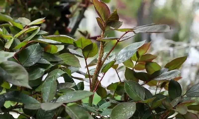 兩三週長根，玫瑰水耕、土耕插枝玫瑰指南，插枝成功率超高