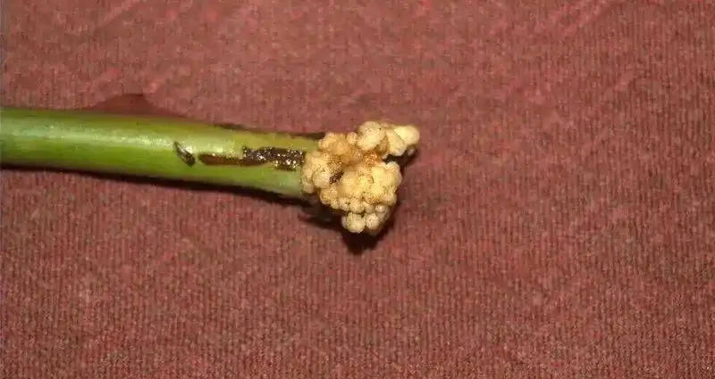 兩三週長根，玫瑰水耕、土耕插枝玫瑰指南，插枝成功率超高