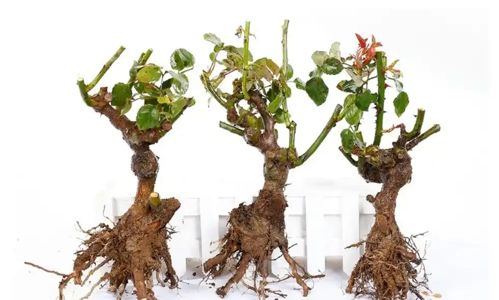 玫瑰老樁種植方法和注意事項,讓你種出美麗的玫瑰花