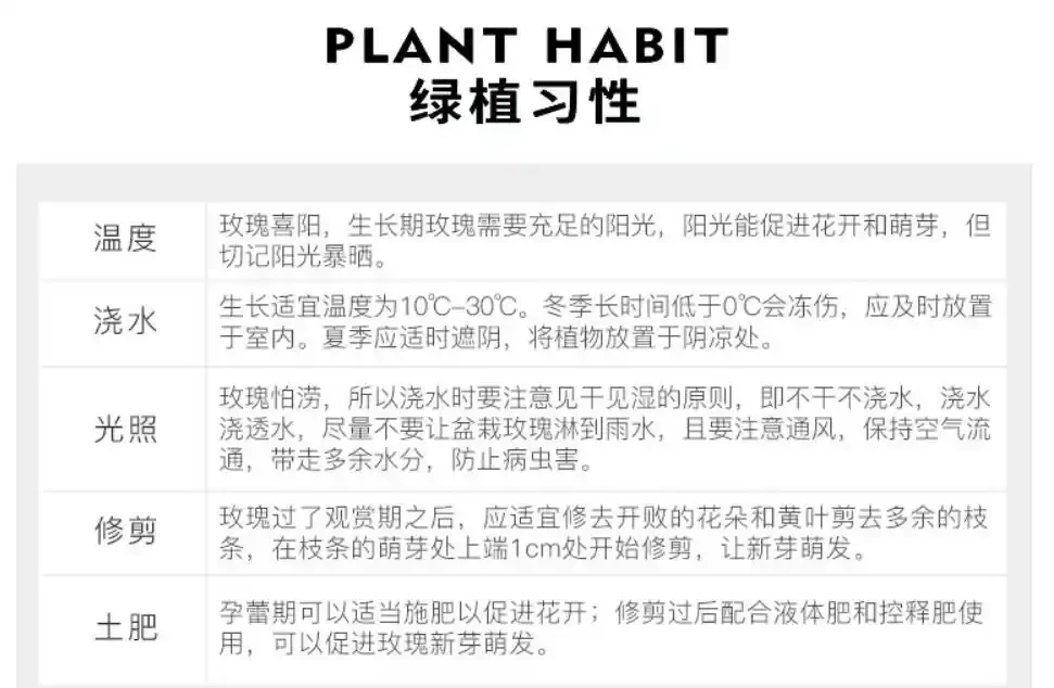 玫瑰老樁種植方法和注意事項,讓你種出美麗的玫瑰花