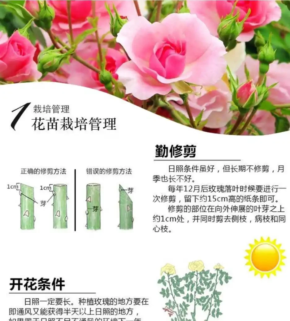 玫瑰老樁種植方法和注意事項,讓你種出美麗的玫瑰花