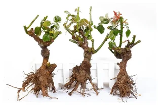 玫瑰老樁種植方法和注意事項，讓你種出美麗的玫瑰花