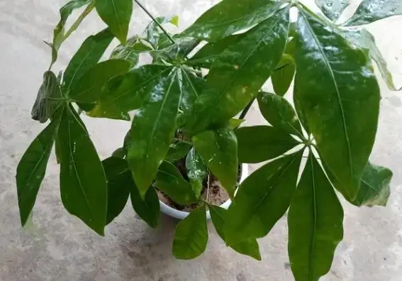發財樹只長葉子,不長個頭?根據這些「特質」對症下藥,輕鬆搞定