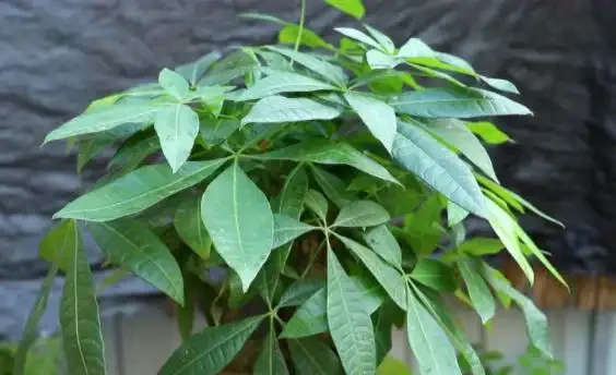發財樹只長葉子,不長個頭?根據這些「特質」對症下藥,輕鬆搞定