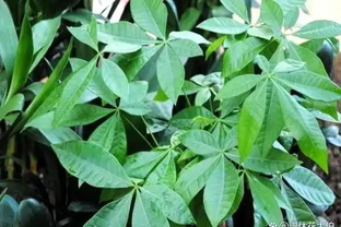 發財樹只長葉子，不長個頭？根據這些「特質」對症下藥，輕鬆搞定
