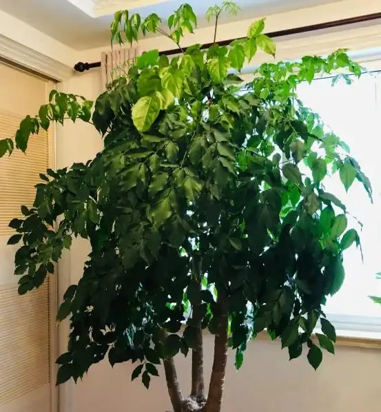 幸福樹一碰就掉葉子是怎麼了