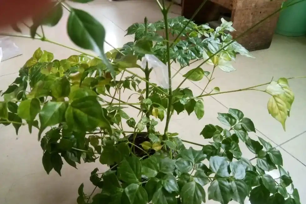幸福樹一碰就掉葉子是怎麼了