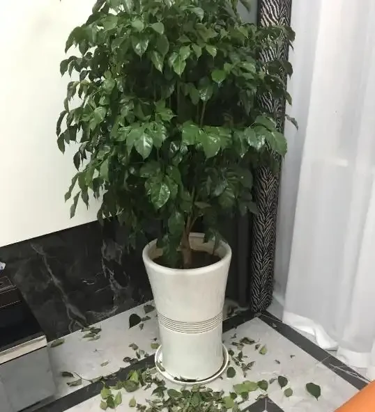 幸福樹一碰就掉葉子是怎麼了