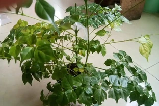 幸福樹一碰就掉葉子是怎麼了