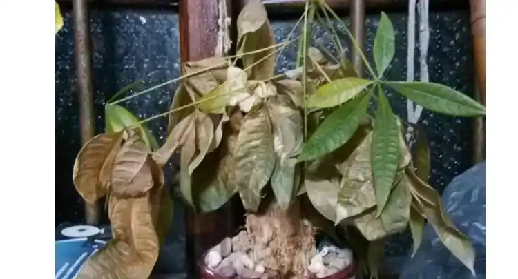 發財樹枯萎了還能救活嗎