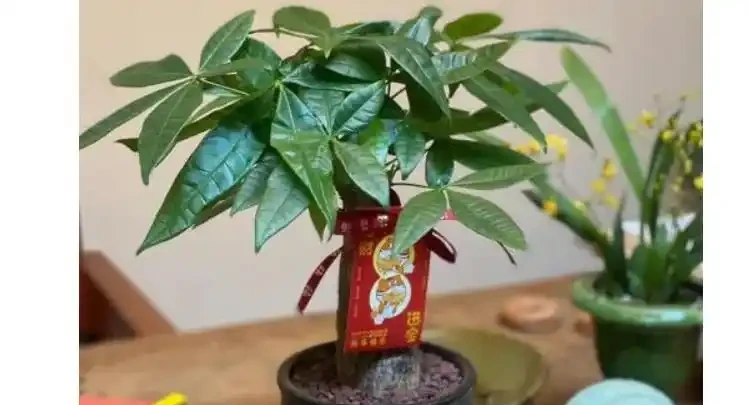 發財樹枯萎了還能救活嗎