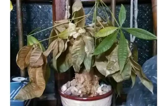 發財樹枯萎了還能救活嗎