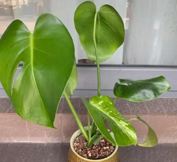 網購的龜背芋上盆後葉子耷拉咋辦？原因分析與補救辦法，快收藏吧