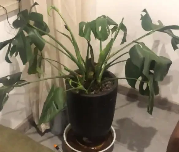 網購的龜背芋上盆後葉子耷拉咋辦？原因分析與補救辦法，快收藏吧