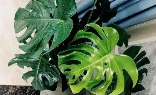 網購的龜背芋上盆後葉子耷拉咋辦？原因分析與補救辦法，快收藏吧