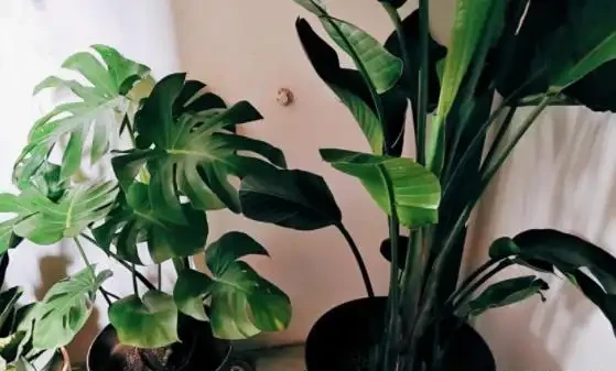 網購的龜背芋上盆後葉子耷拉咋辦？原因分析與補救辦法，快收藏吧