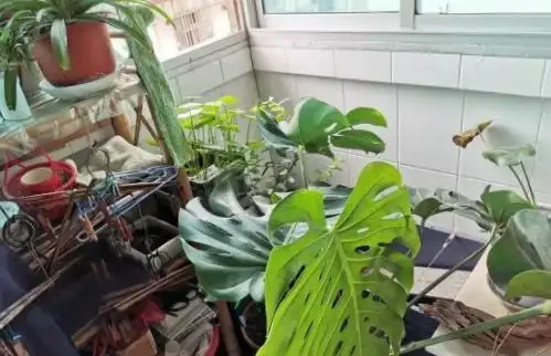 網購的龜背芋上盆後葉子耷拉咋辦？原因分析與補救辦法，快收藏吧