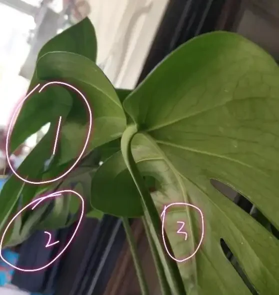 網購的龜背芋上盆後葉子耷拉咋辦？原因分析與補救辦法，快收藏吧