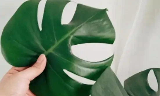 網購的龜背芋上盆後葉子耷拉咋辦？原因分析與補救辦法，快收藏吧