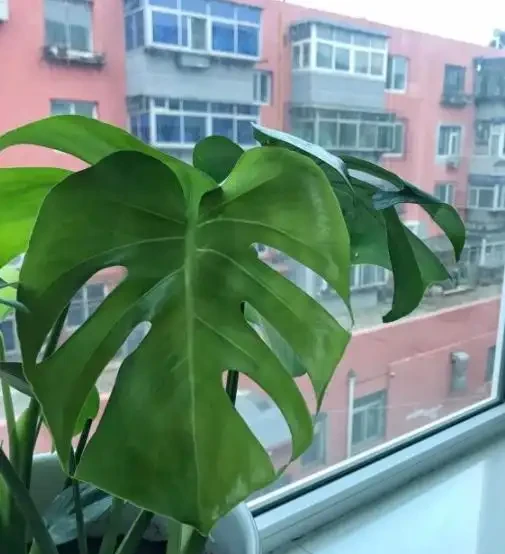 網購的龜背芋上盆後葉子耷拉咋辦？原因分析與補救辦法，快收藏吧