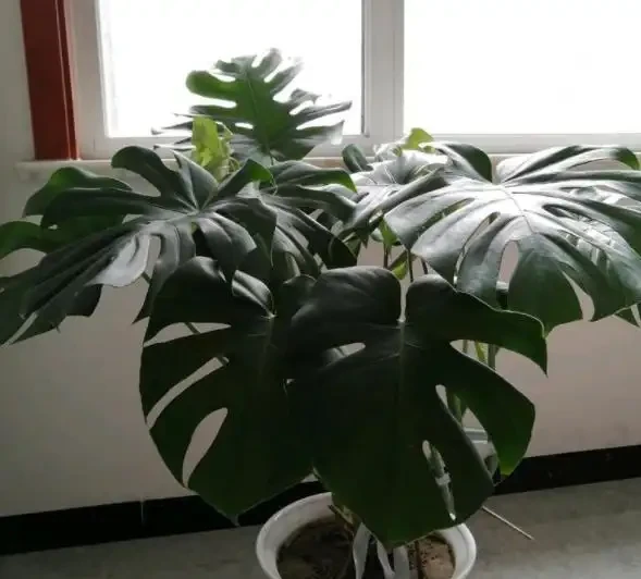 網購的龜背芋上盆後葉子耷拉咋辦？原因分析與補救辦法，快收藏吧