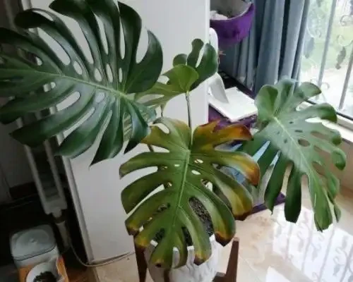 網購的龜背芋上盆後葉子耷拉咋辦？原因分析與補救辦法，快收藏吧