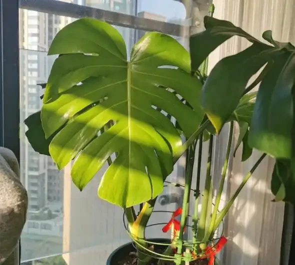網購的龜背芋上盆後葉子耷拉咋辦？原因分析與補救辦法，快收藏吧