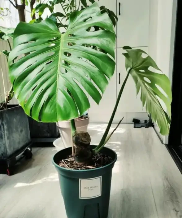網購的龜背芋上盆後葉子耷拉咋辦？原因分析與補救辦法，快收藏吧