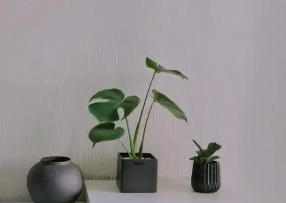 網購的龜背芋上盆後葉子耷拉咋辦？原因分析與補救辦法，快收藏吧
