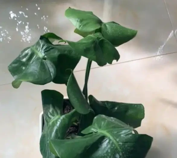 網購的龜背芋上盆後葉子耷拉咋辦？原因分析與補救辦法，快收藏吧