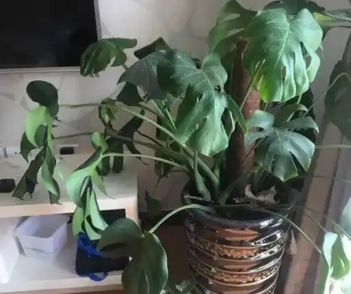 網購的龜背芋上盆後葉子耷拉咋辦？原因分析與補救辦法，快收藏吧