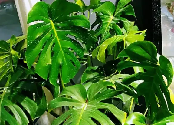 網購的龜背芋上盆後葉子耷拉咋辦？原因分析與補救辦法，快收藏吧
