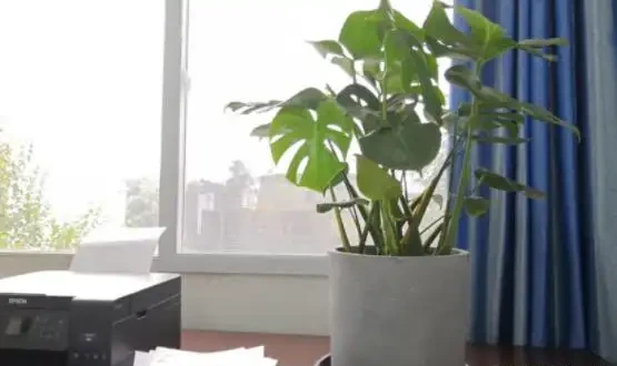 網購的龜背芋上盆後葉子耷拉咋辦？原因分析與補救辦法，快收藏吧