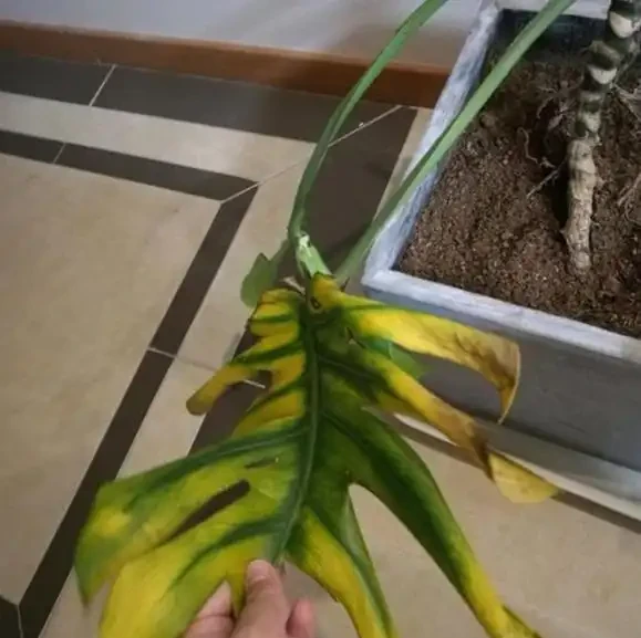 網購的龜背芋上盆後葉子耷拉咋辦？原因分析與補救辦法，快收藏吧