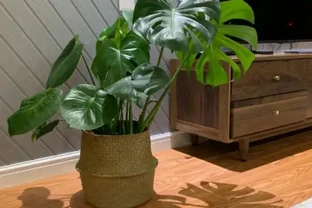 網購的龜背芋上盆後葉子耷拉咋辦？原因分析與補救辦法，快收藏吧