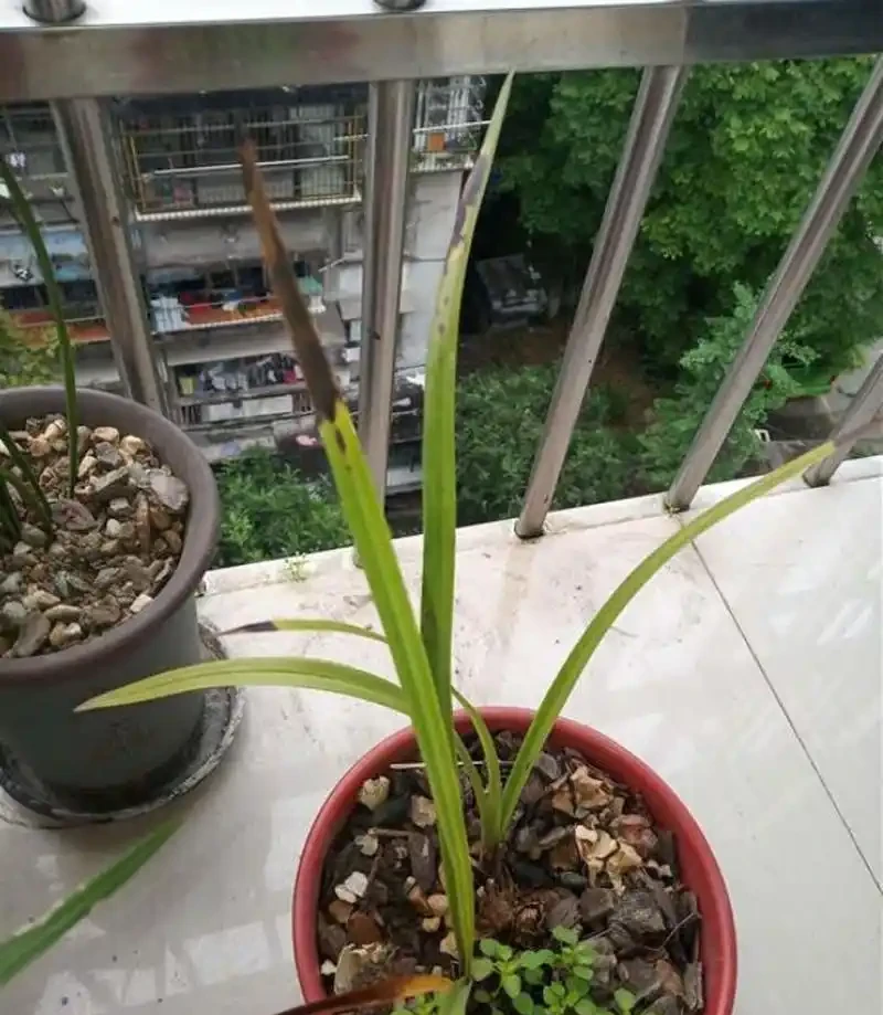 蘭花焦尖症的治療和預防