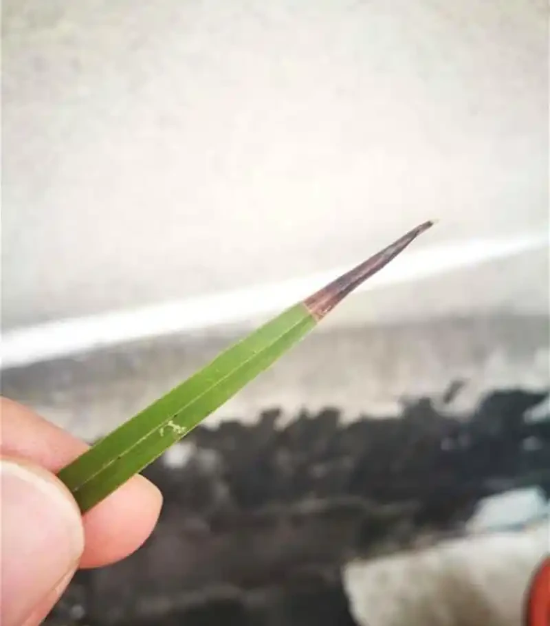 蘭花焦尖症的治療和預防